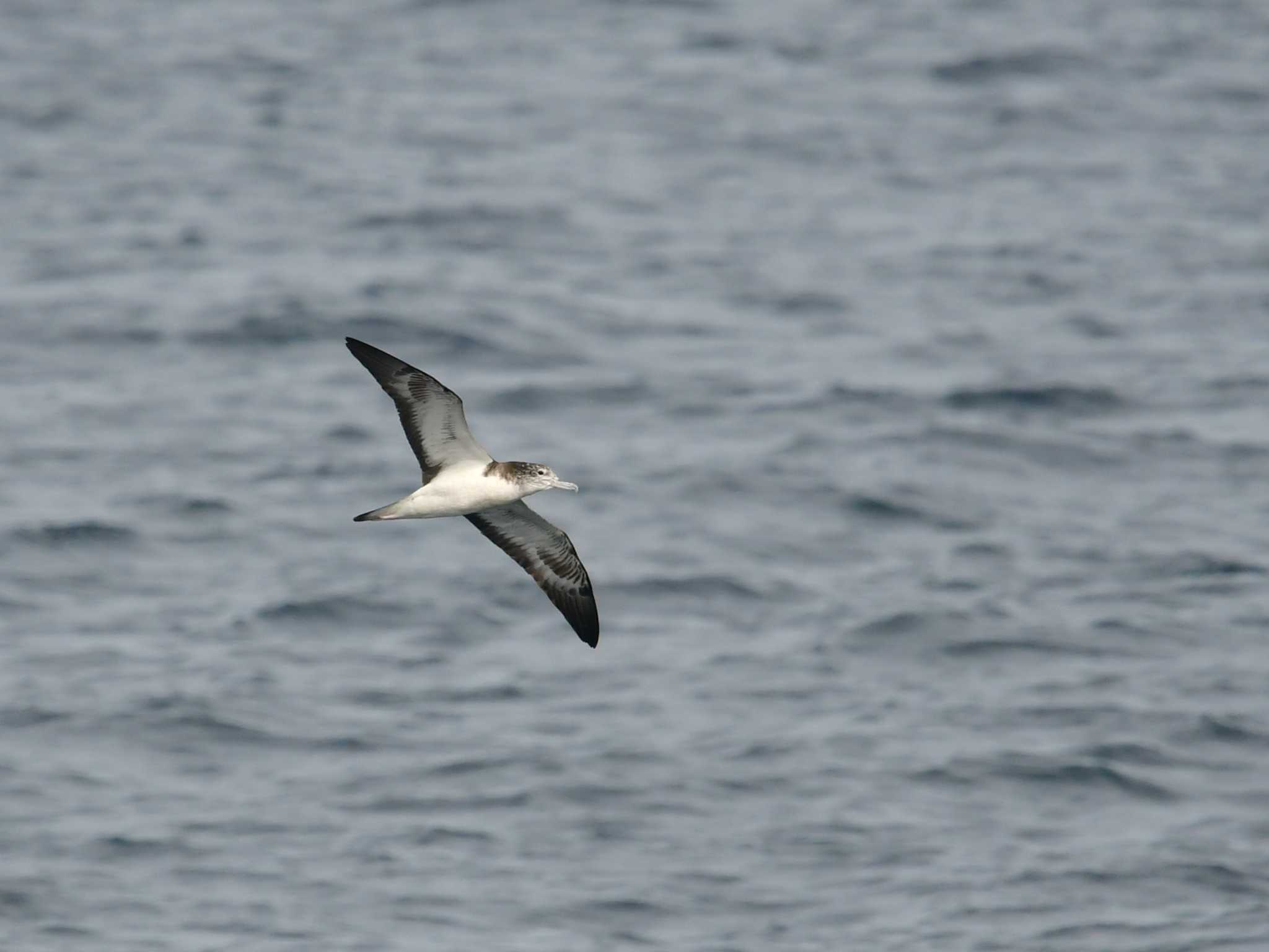 Streaked Shearwater