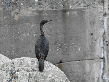 ヒメウ 舳倉島 2020年6月12日(金)