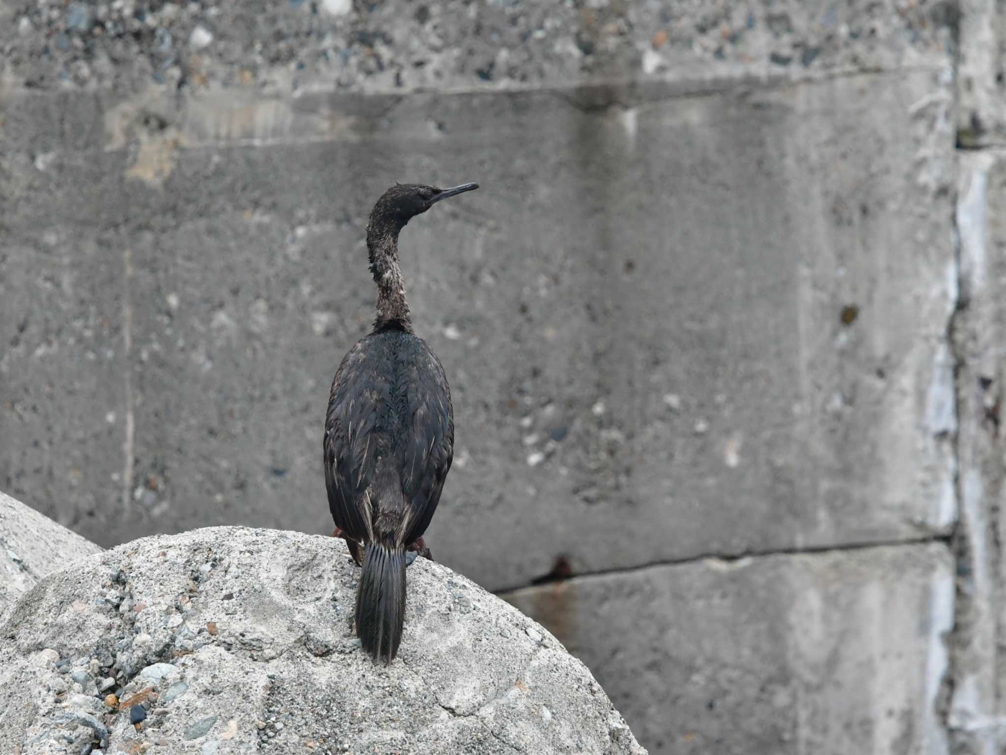 Pelagic Cormorant