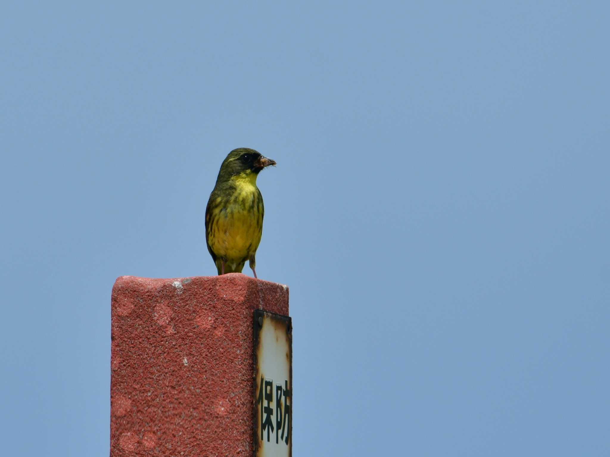 Masked Bunting