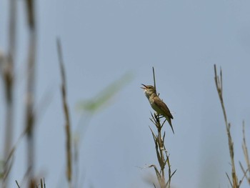 Oriental Reed Warbler Hegura Island Fri, 6/12/2020