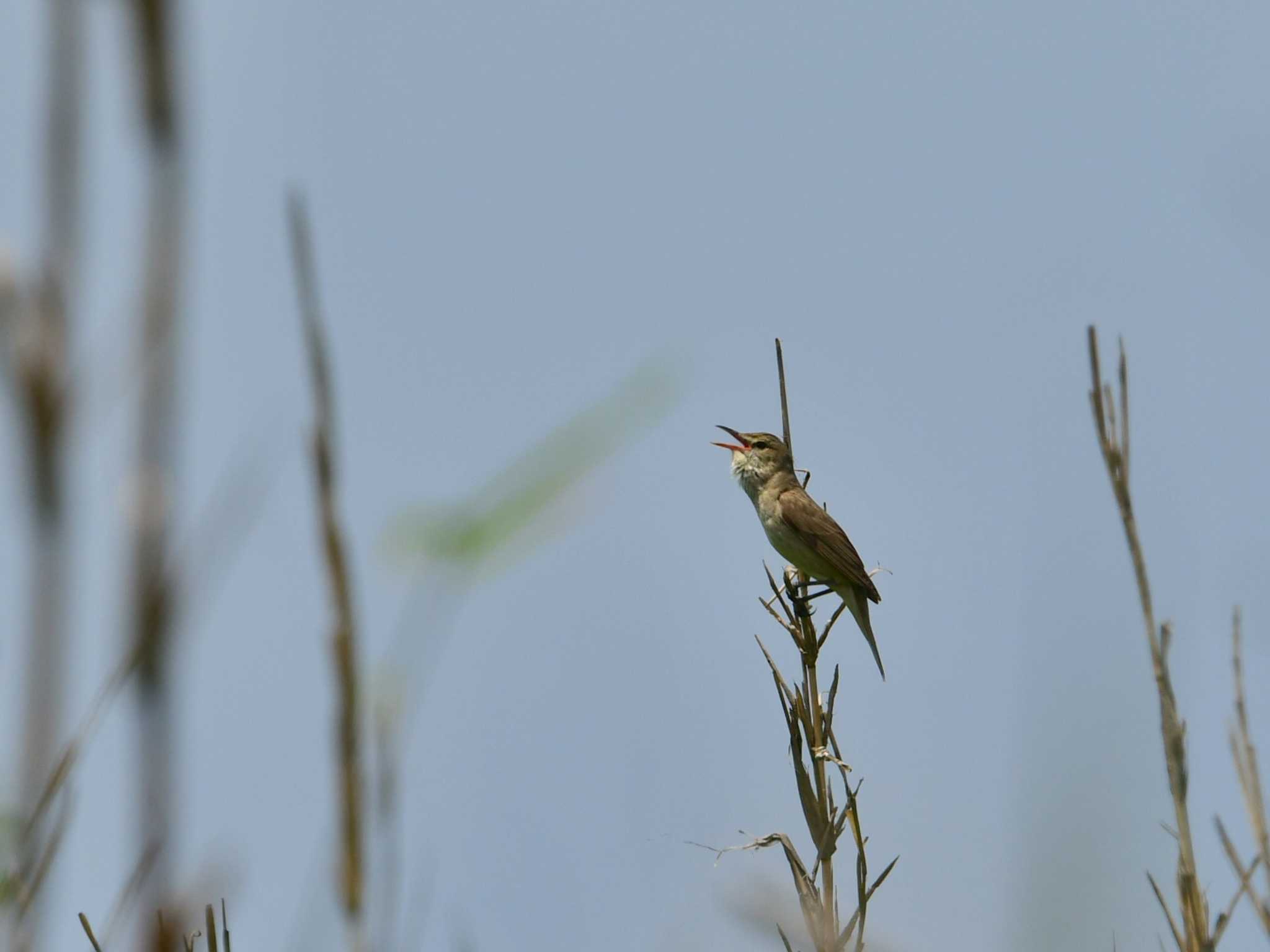 Oriental Reed Warbler