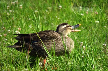 Eastern Spot-billed Duck 境川遊水池 Sun, 5/8/2016