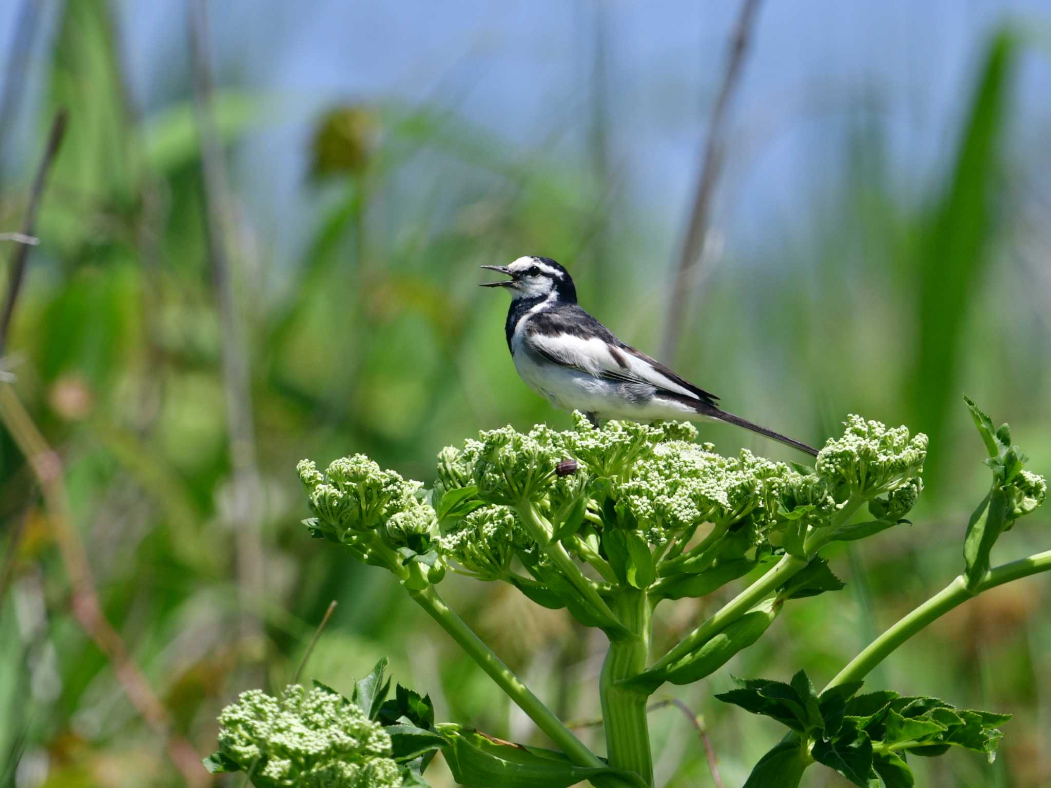 White Wagtail