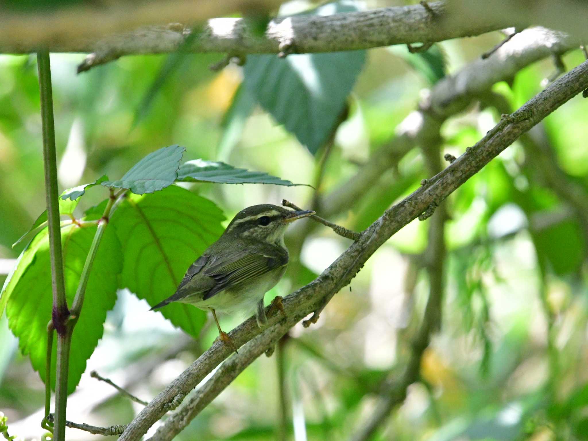 Kamchatka Leaf Warbler