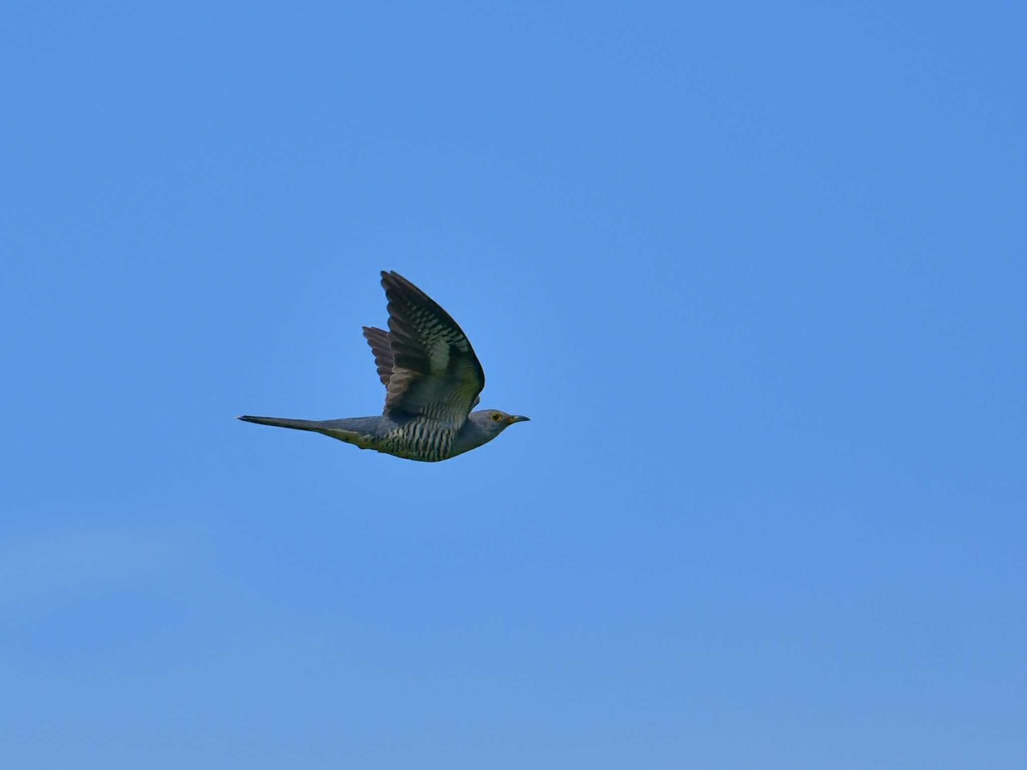 Oriental Cuckoo