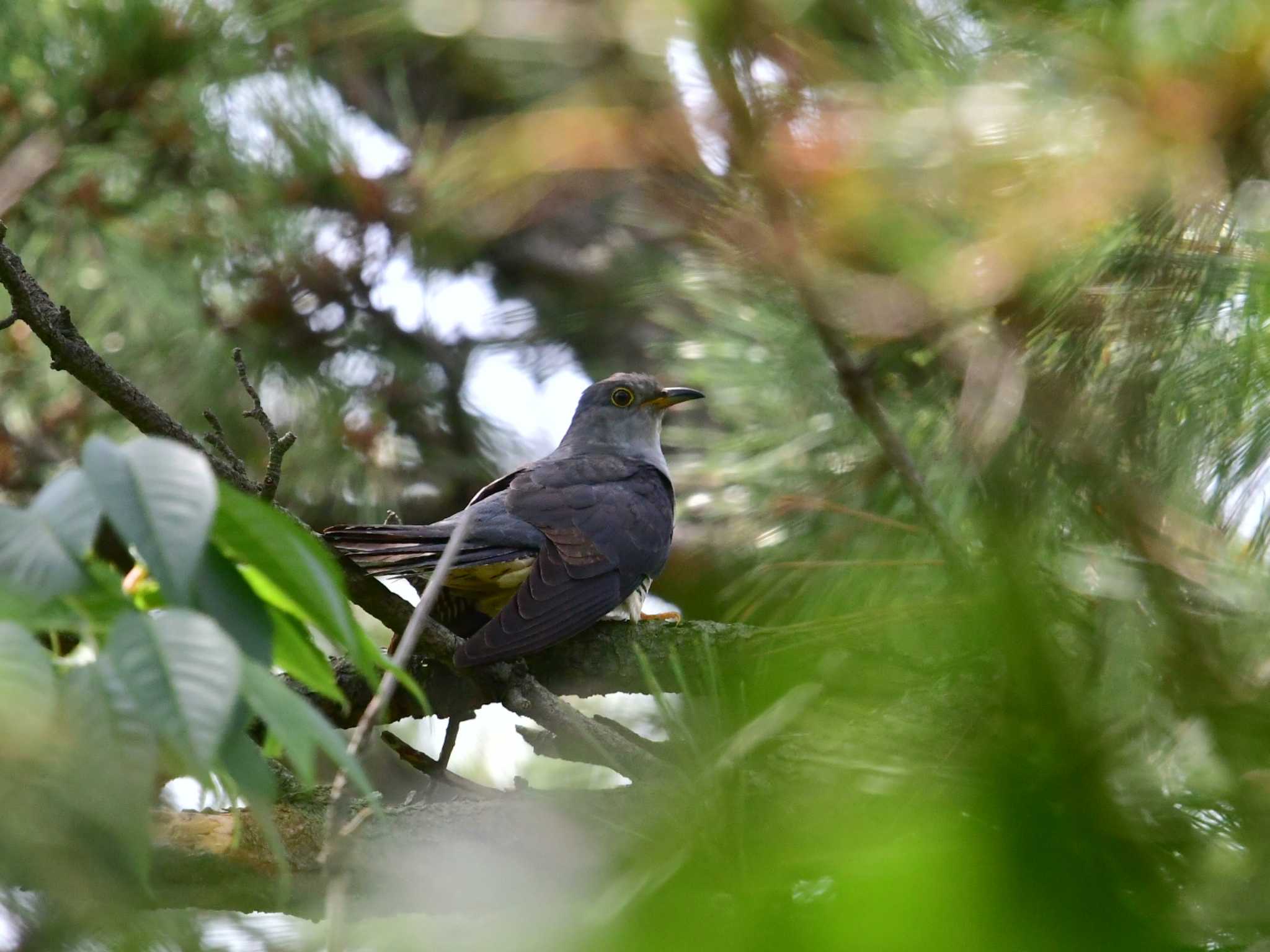 Oriental Cuckoo