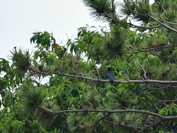 2020年6月12日(金) 舳倉島の野鳥観察記録