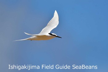 Black-naped Tern Ishigaki Island Sun, 7/5/2020