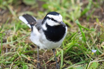 White Wagtail 境川 Sun, 5/8/2016