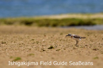 Greater Sand Plover Ishigaki Island Sun, 7/5/2020