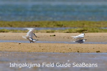 エリグロアジサシ 石垣島 2020年7月5日(日)