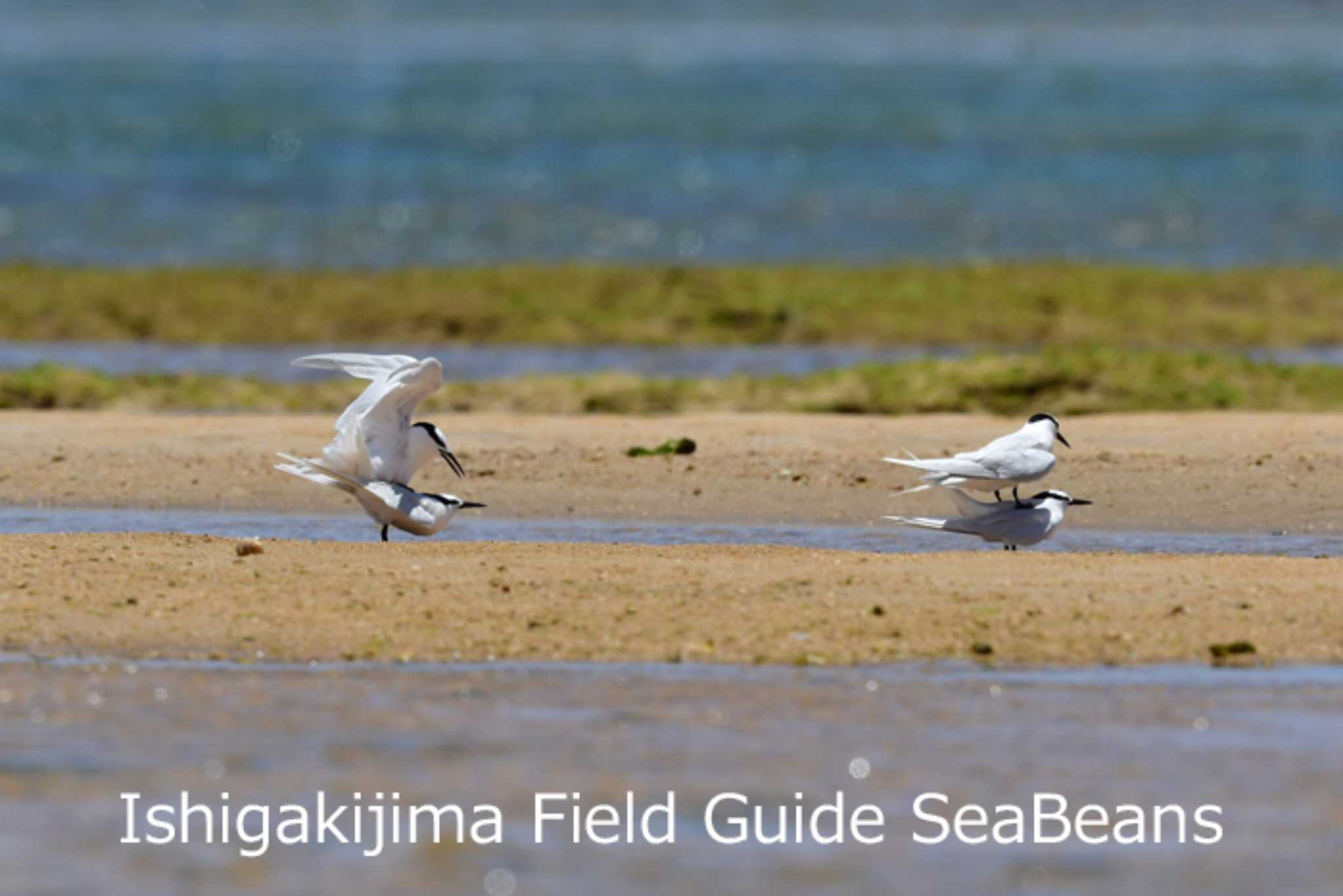 石垣島 エリグロアジサシの写真 by 石垣島バードウオッチングガイドSeaBeans