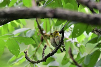 Warbling White-eye 若山ダム(石川県珠洲市) Sun, 7/5/2020