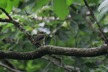 Narcissus Flycatcher 若山ダム(石川県珠洲市) Sun, 7/5/2020