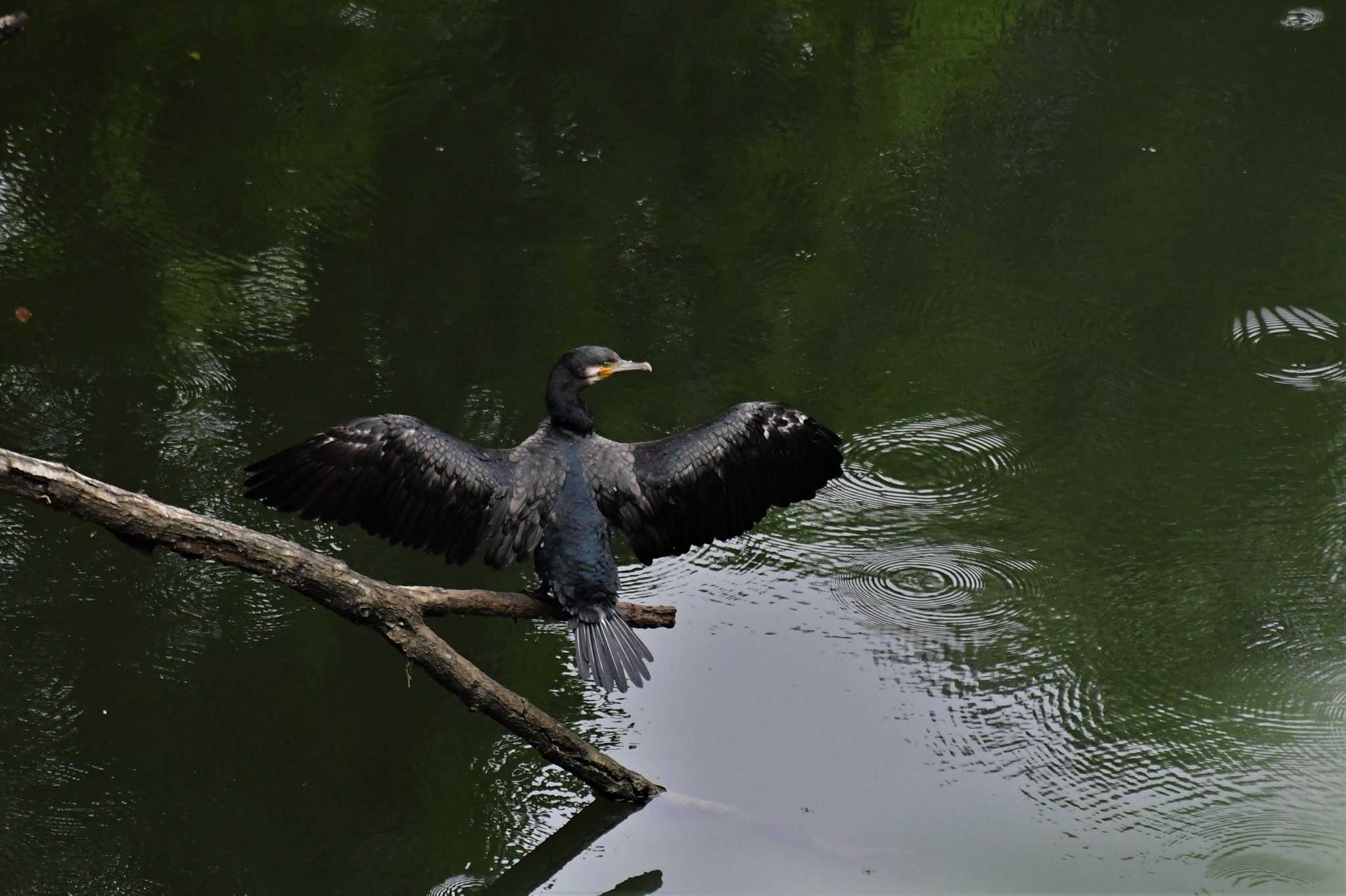 若山ダム(石川県珠洲市) カワウの写真 by Semal