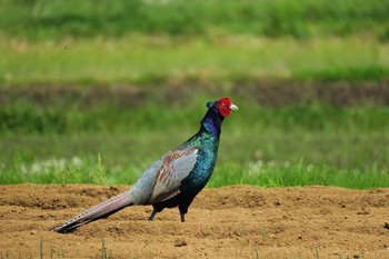 Green Pheasant 境川遊水池 Sun, 5/8/2016