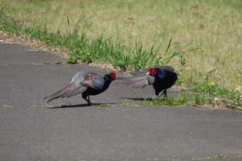 Green Pheasant 境川遊水池 Sun, 5/8/2016