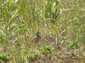 ヒバリ 石狩川河口 2020年5月31日(日)