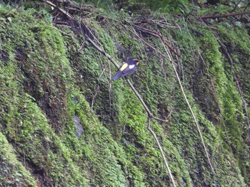 2020年7月5日(日) 早戸川林道の野鳥観察記録