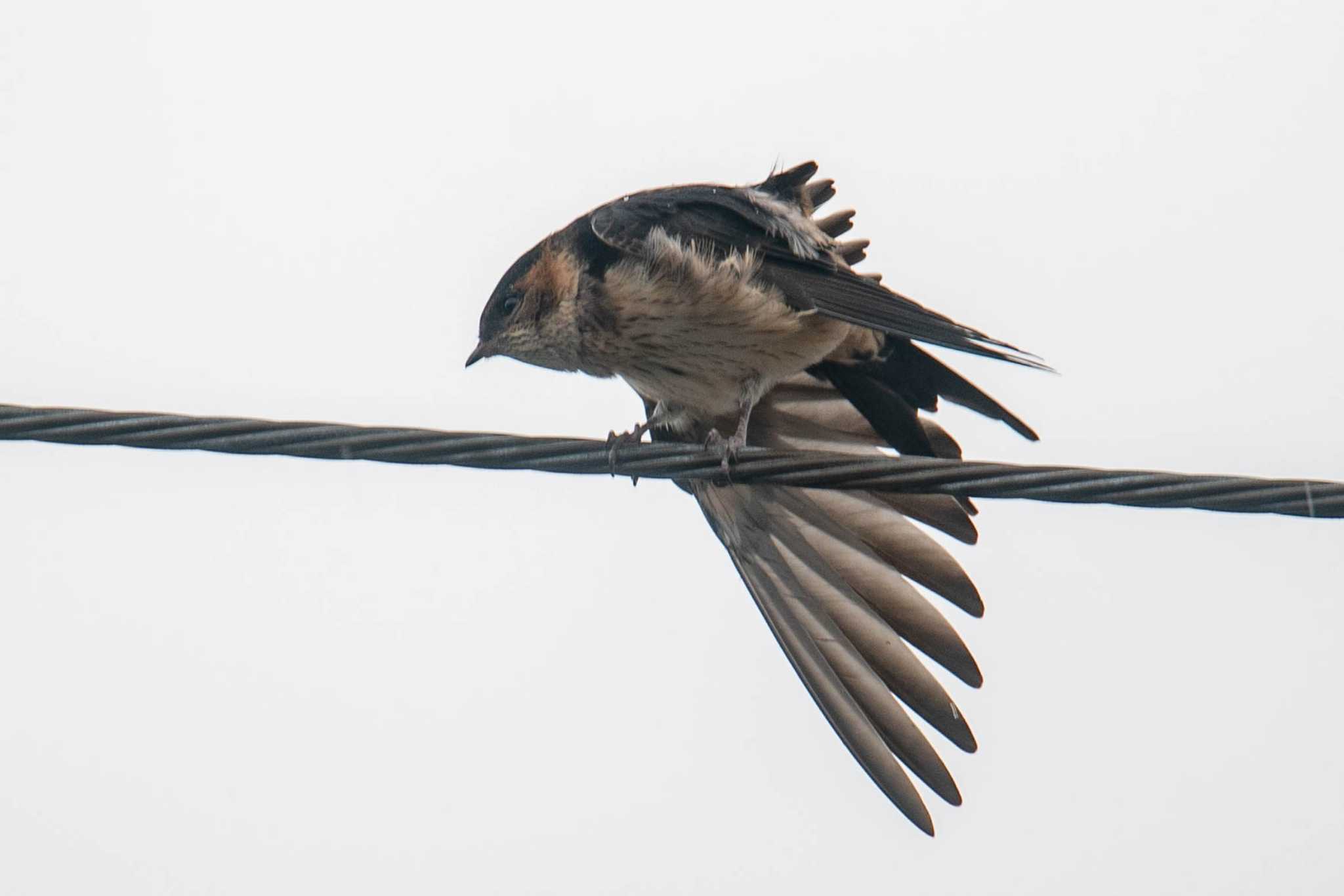 Photo of Red-rumped Swallow at  by veritas_vita