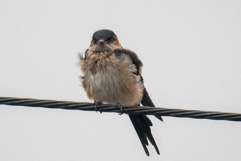 Red-rumped Swallow Unknown Spots Mon, 7/6/2020