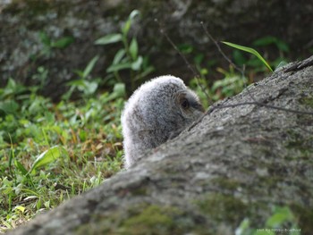 Ural Owl 大阪府能勢町 Unknown Date