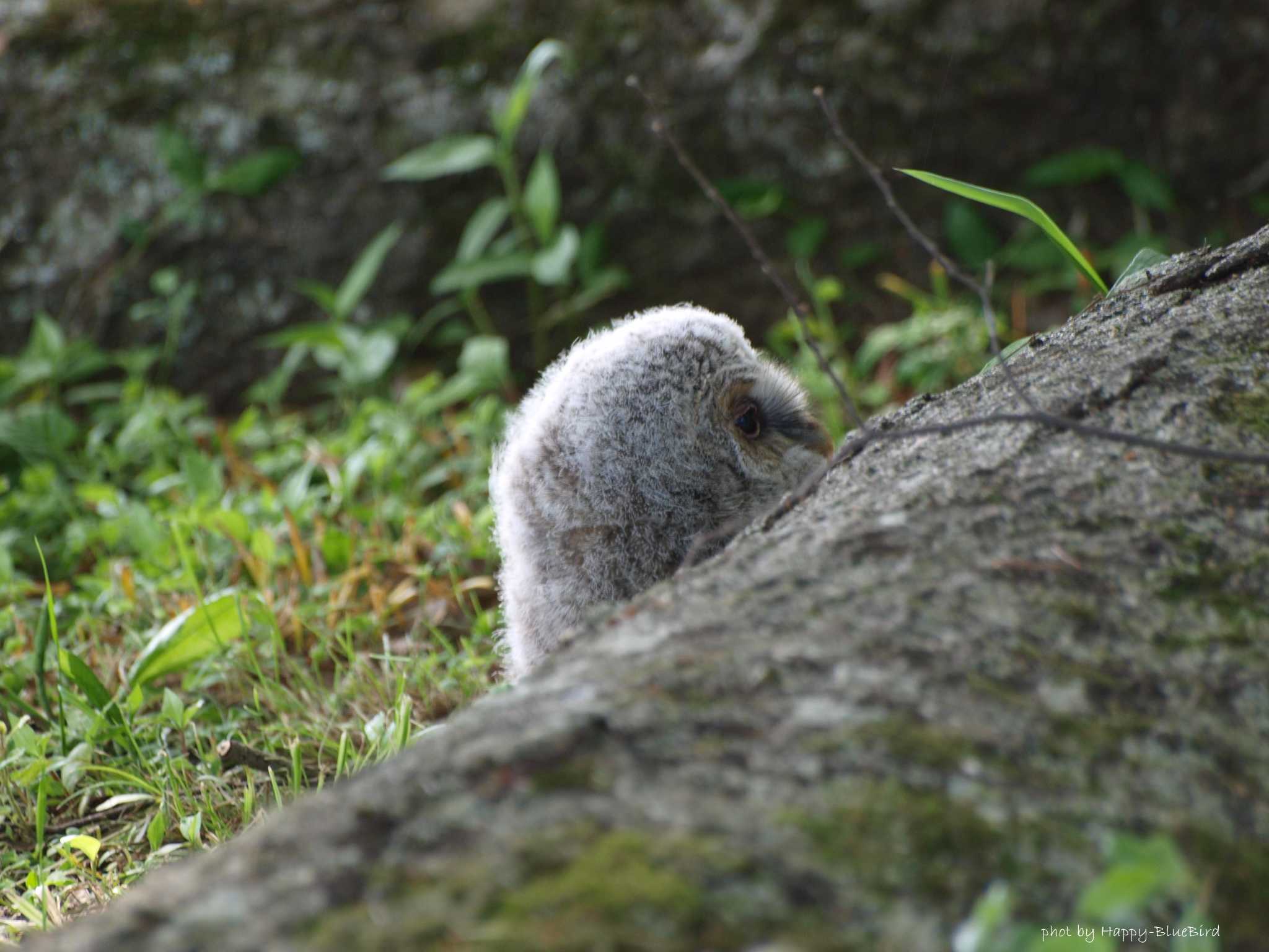 お家に帰りたい。