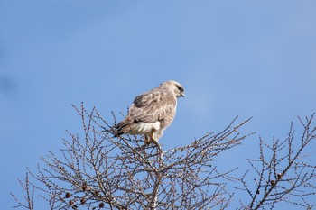 Eastern Buzzard 湯ノ湖 Thu, 5/5/2016