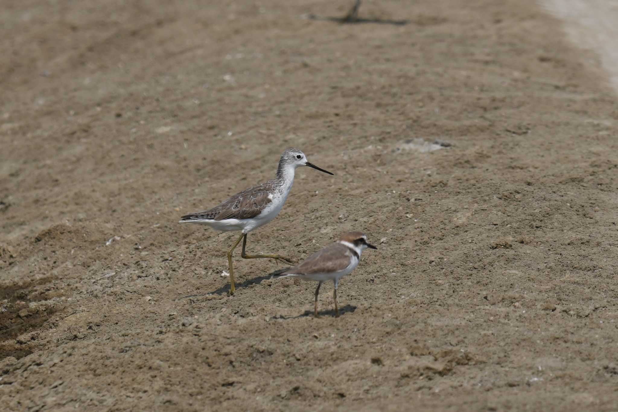 Photo of Marsh Sandpiper at タイ by あひる