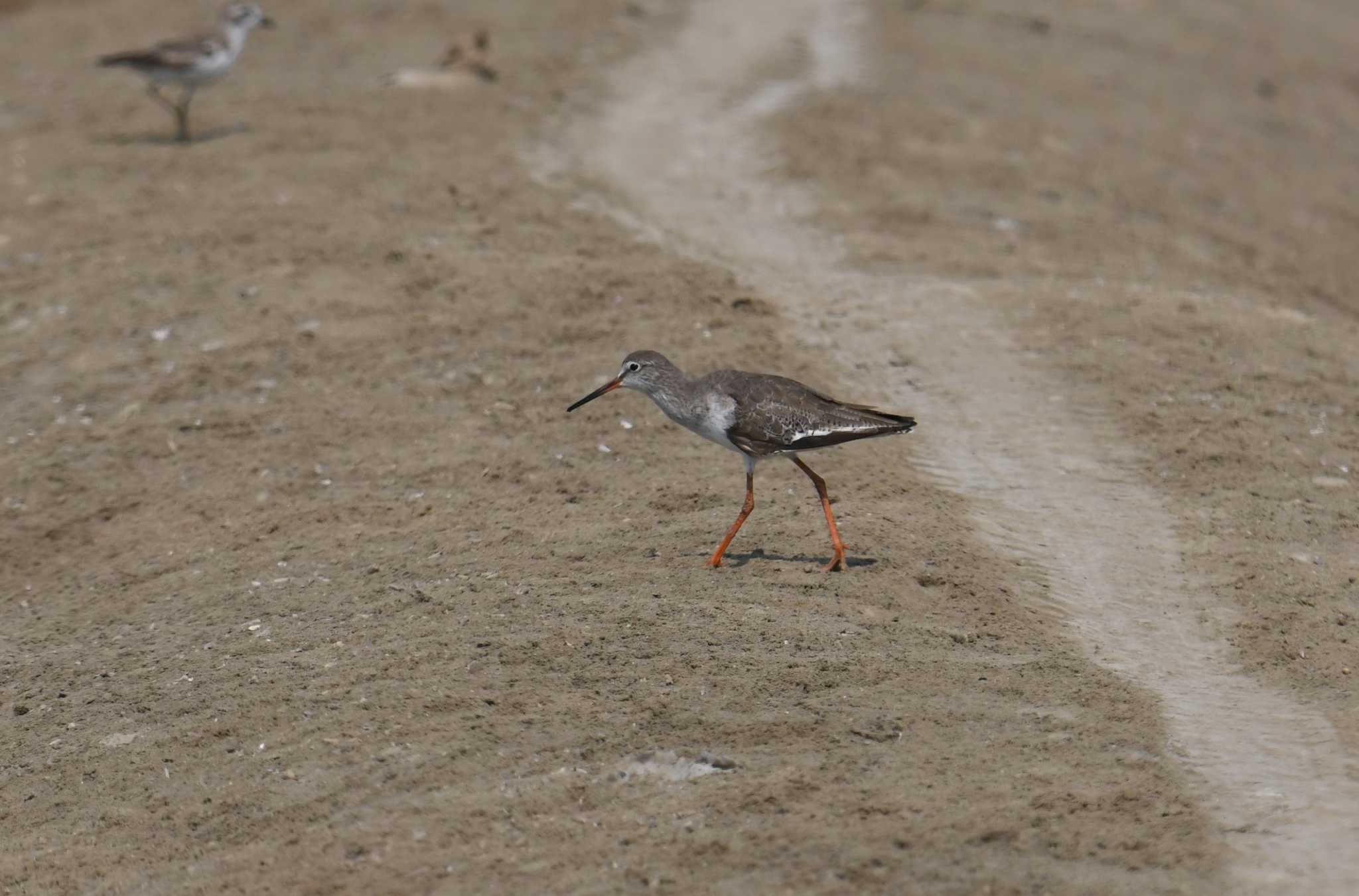 Common Redshank