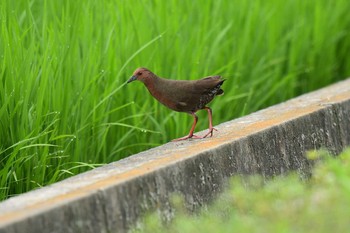 ヒクイナ 愛媛県新居浜市 2020年7月5日(日)