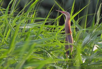 ヨシゴイ 伊佐沼 2020年7月5日(日)