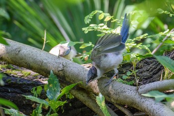 オナガ 藤が丘公園 2020年7月2日(木)