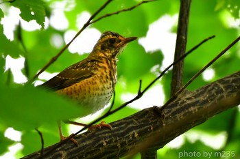 Dusky Thrush 乙女高原 Sun, 7/5/2020