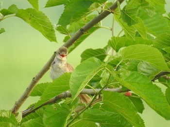 Oriental Reed Warbler Watarase Yusuichi (Wetland) Sun, 7/5/2020