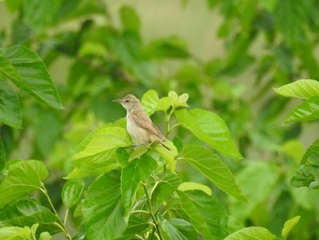 Oriental Reed Warbler Watarase Yusuichi (Wetland) Sun, 7/5/2020