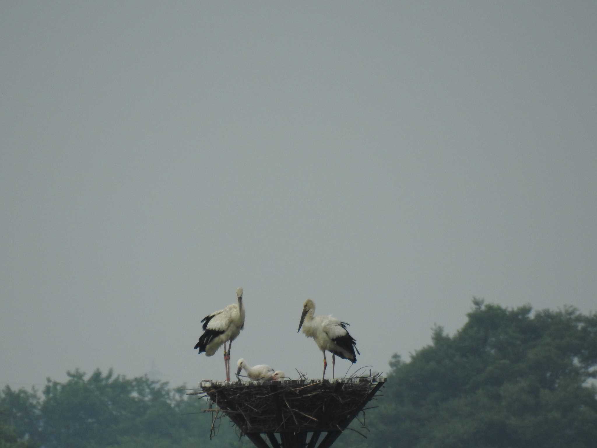 コウノトリ