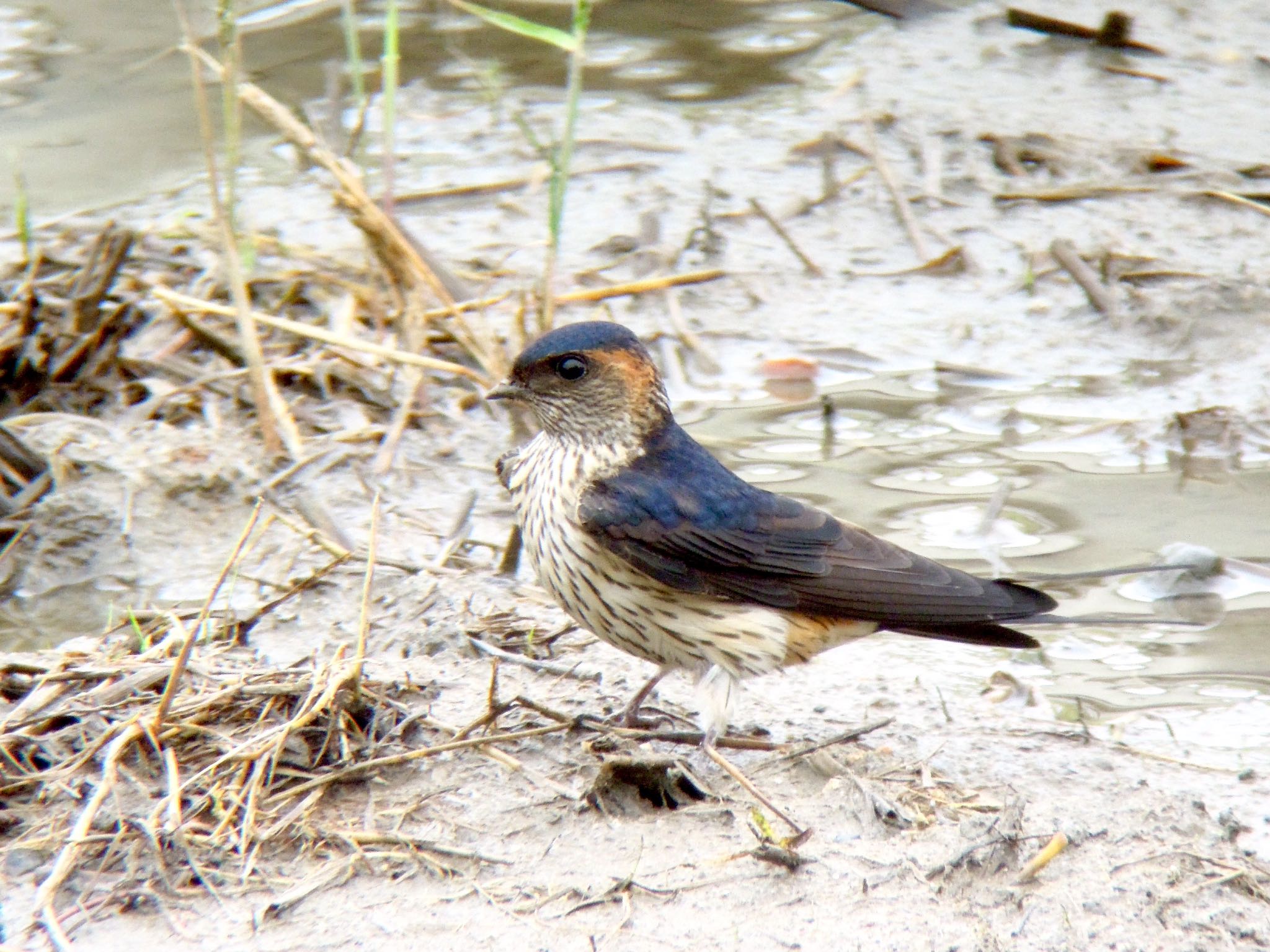 Photo of Red-rumped Swallow at  by Hiroshi Hayashi