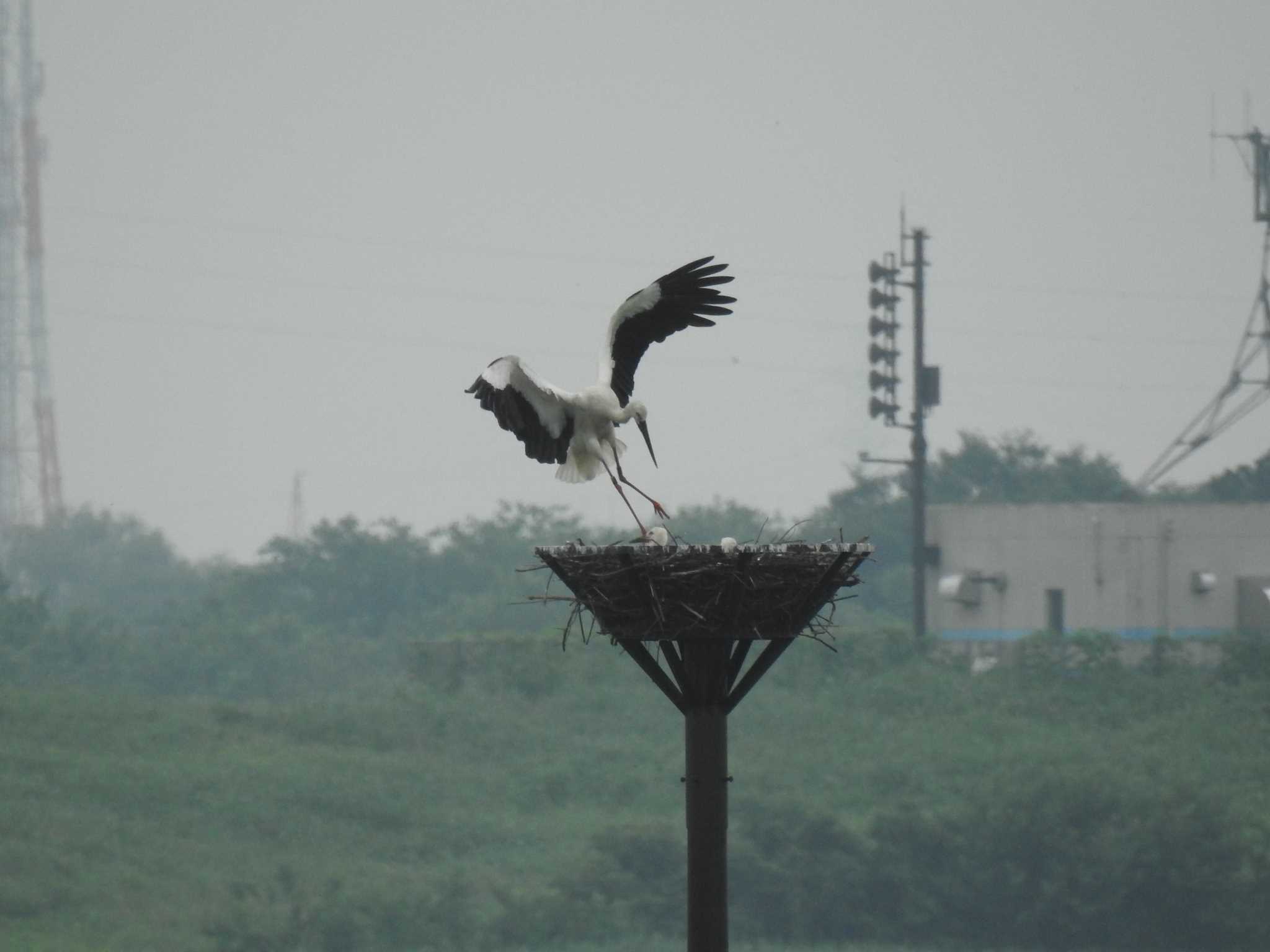 コウノトリ