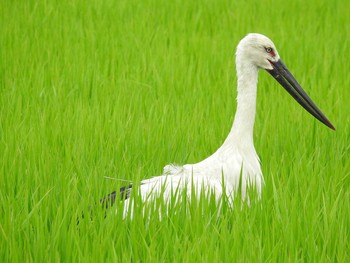 2020年7月5日(日) 渡良瀬遊水地の野鳥観察記録