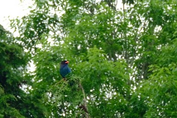 ブッポウソウ 岡山県吉備中央町 撮影日未設定