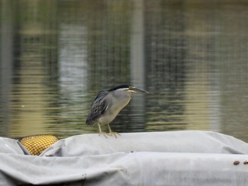 2020年7月5日(日) 都立浮間公園の野鳥観察記録