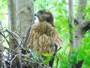 Eurasian Goshawk 野田市 Mon, 7/6/2020