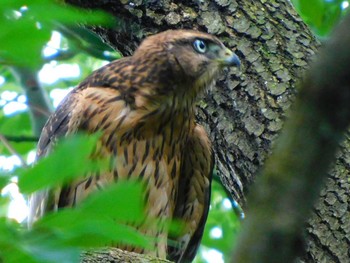 Eurasian Goshawk 野田市 Mon, 7/6/2020