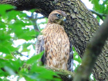 Eurasian Goshawk 野田市 Mon, 7/6/2020