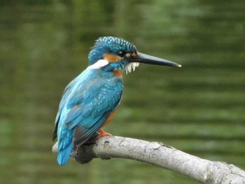 Common Kingfisher 野田市 Mon, 7/6/2020