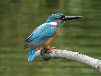 Common Kingfisher 野田市 Mon, 7/6/2020