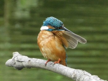 Common Kingfisher 野田市 Mon, 7/6/2020