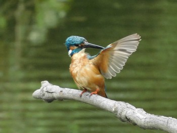 Common Kingfisher 野田市 Mon, 7/6/2020